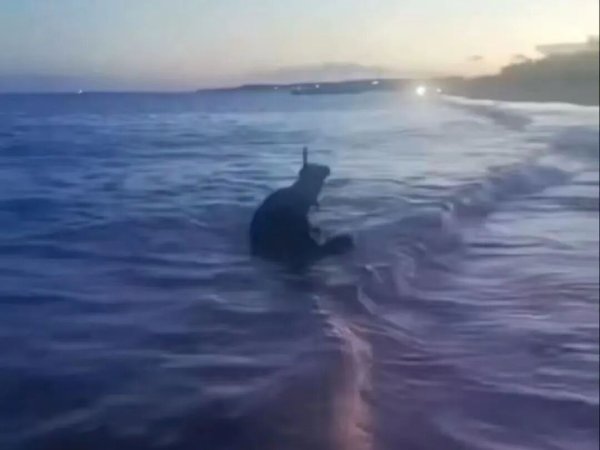 富投恒盈 网红海豹“阿侬”被游客拖拽上岸，还被强光照射、扔石头！海南文昌警方倡议→